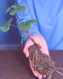 January- Make your own grape vines for free, take cuttings now.